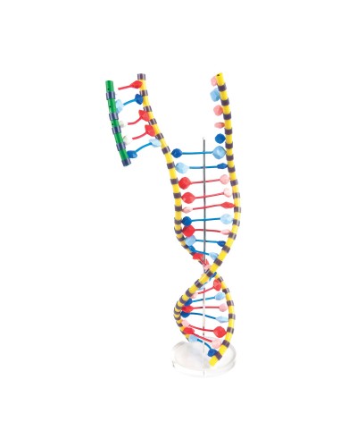 Երկպարույր ԴՆԹ-ի մոդել